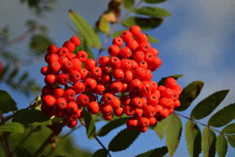 Rowan berries